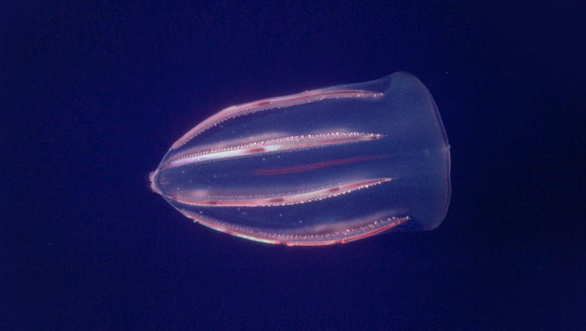 bioluminescent jellyfish on beach